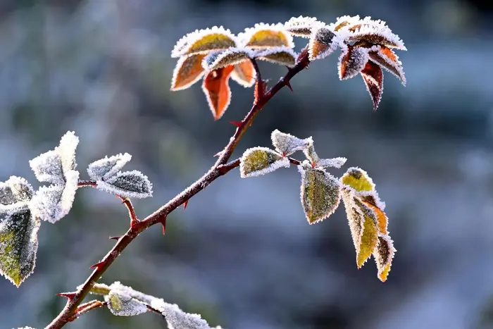 Meteorolodzy ostrzegają przed przymrozkami w niektórych obszarach Ukrainy