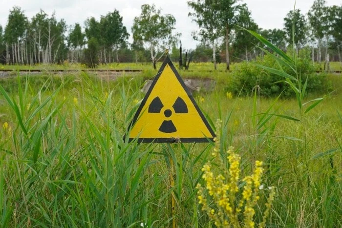 У Чорнобильській зоні живуть унікальні корови