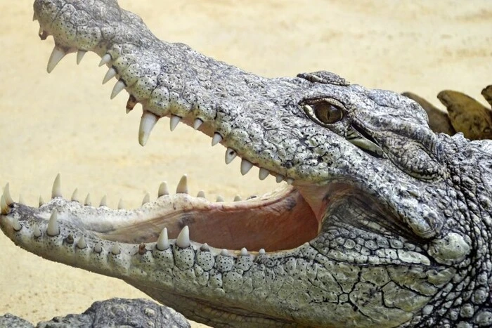 Plane in a swamp with alligators