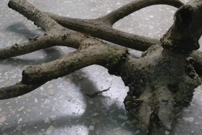 In Chortyzia wurden die Geweihe eines Rehs gefunden, das vor drei Jahrhunderten auf der Insel lebte (Foto)