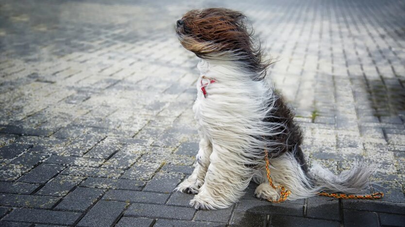Abnormal Cold and Rain: Harsh Weather