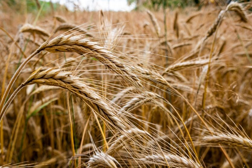 Intelligence has gathered materials against 80 captains who export Ukrainian grain