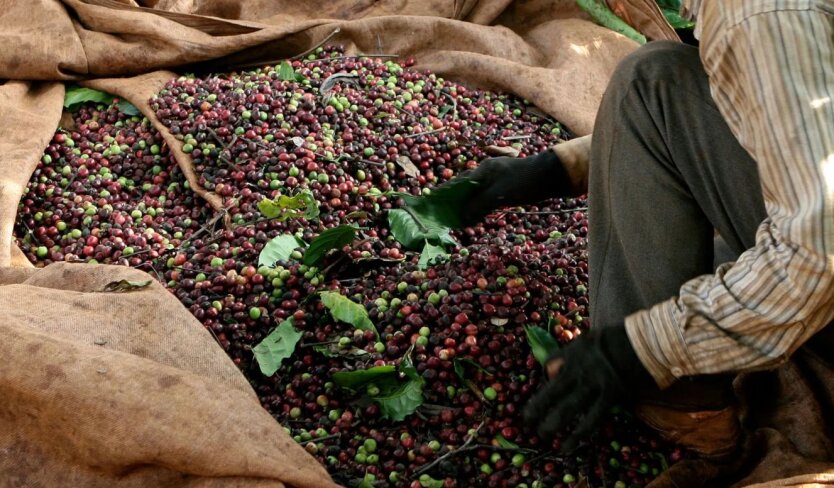 Vietnam expects a record coffee harvest