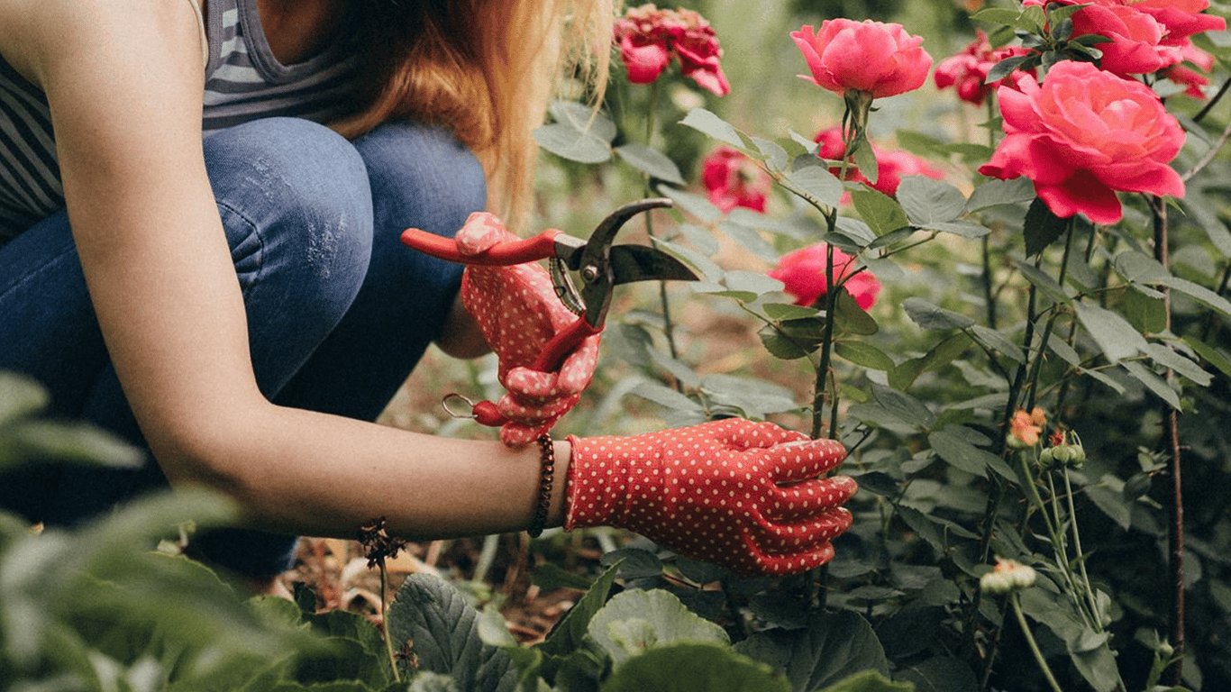 Which plants should not be planted near roses to avoid ruining the flowers
