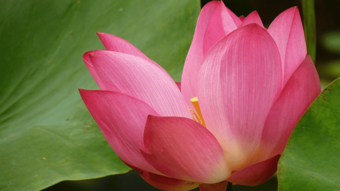 Lotus Leaf Masks Are the New Trend in China for Summer 2025