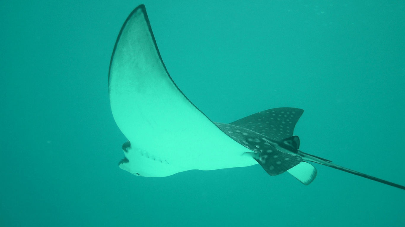 Sea Cats Appear in Odesa Region - What is the Danger